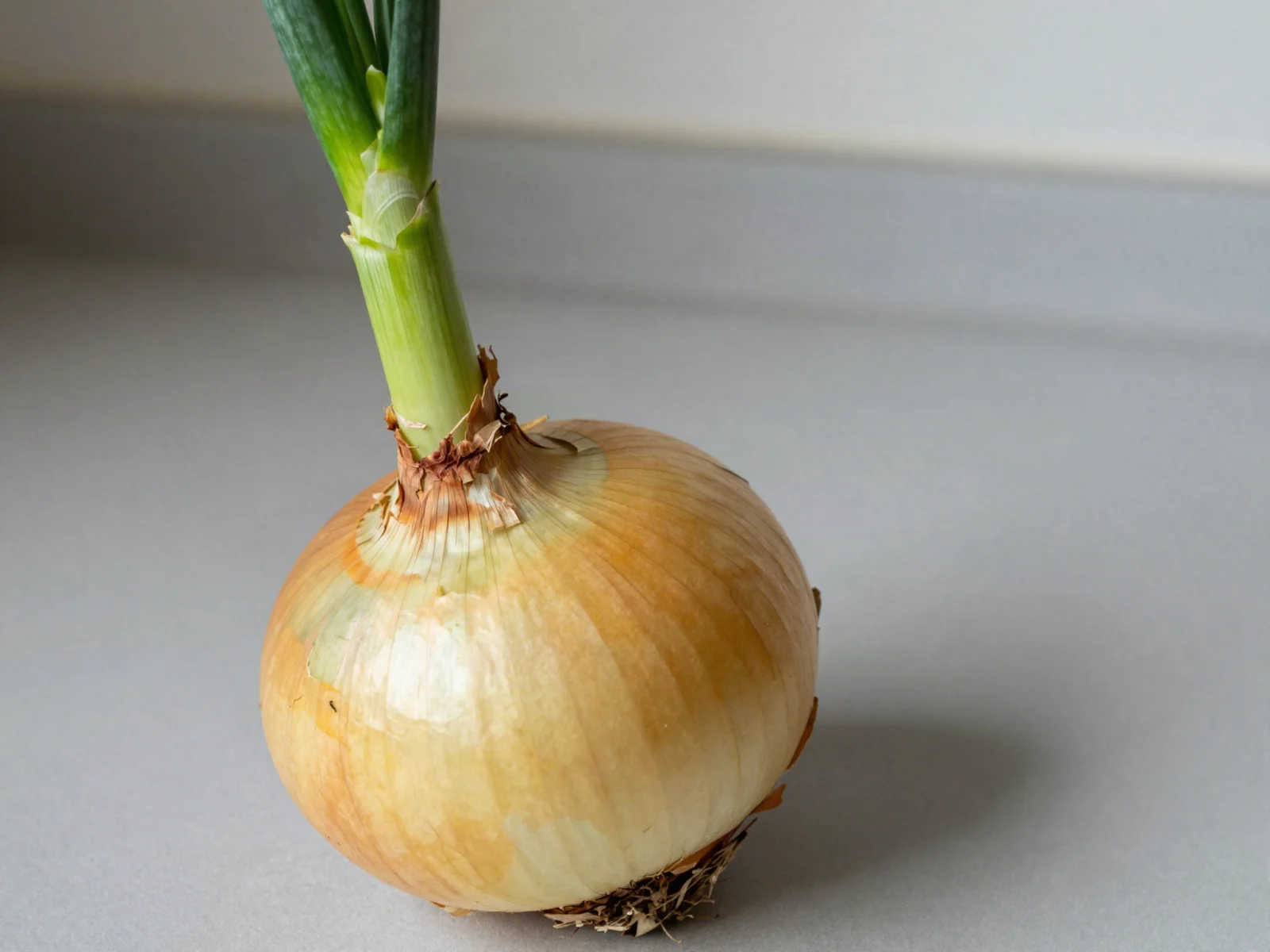 Sprouting onions: a whole yellow onion with a green shoot growing from the neck