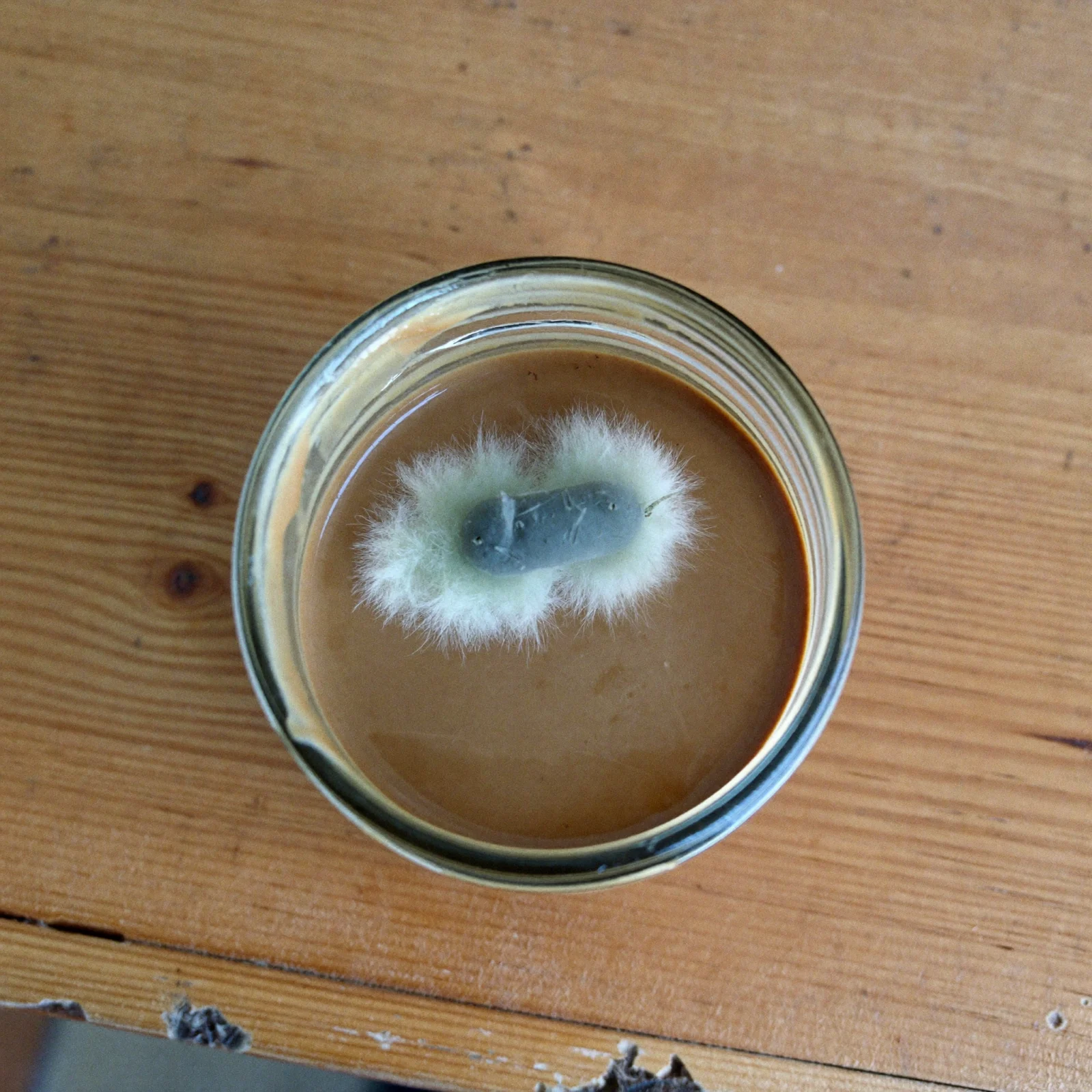 A patch of fuzzy white and grey-green mold on the surface of a jar of almond butter