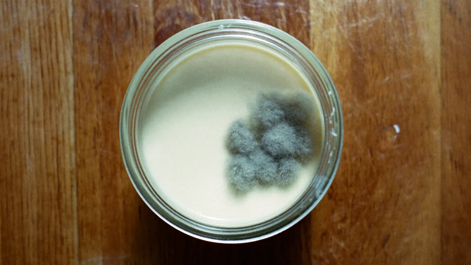 A cluster of fuzzy grey-green mold growing on bacon grease in a jar