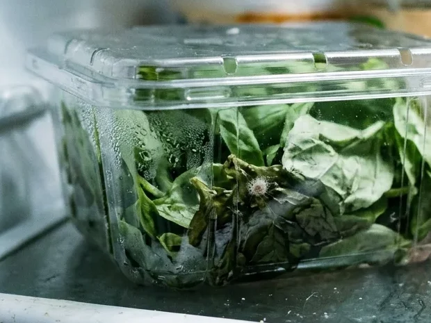 How to store Basil - Basil leaves in a plastic box in the fridge, a few stuck together in a dark slick clump with a speck of mold.