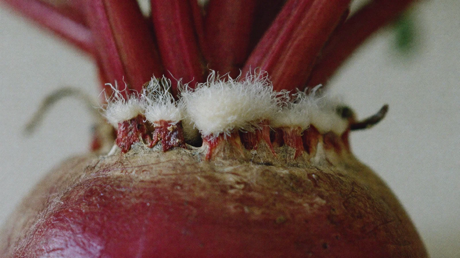 White fuzzy mold growing on the trimmed stalk stubs of a firm beet