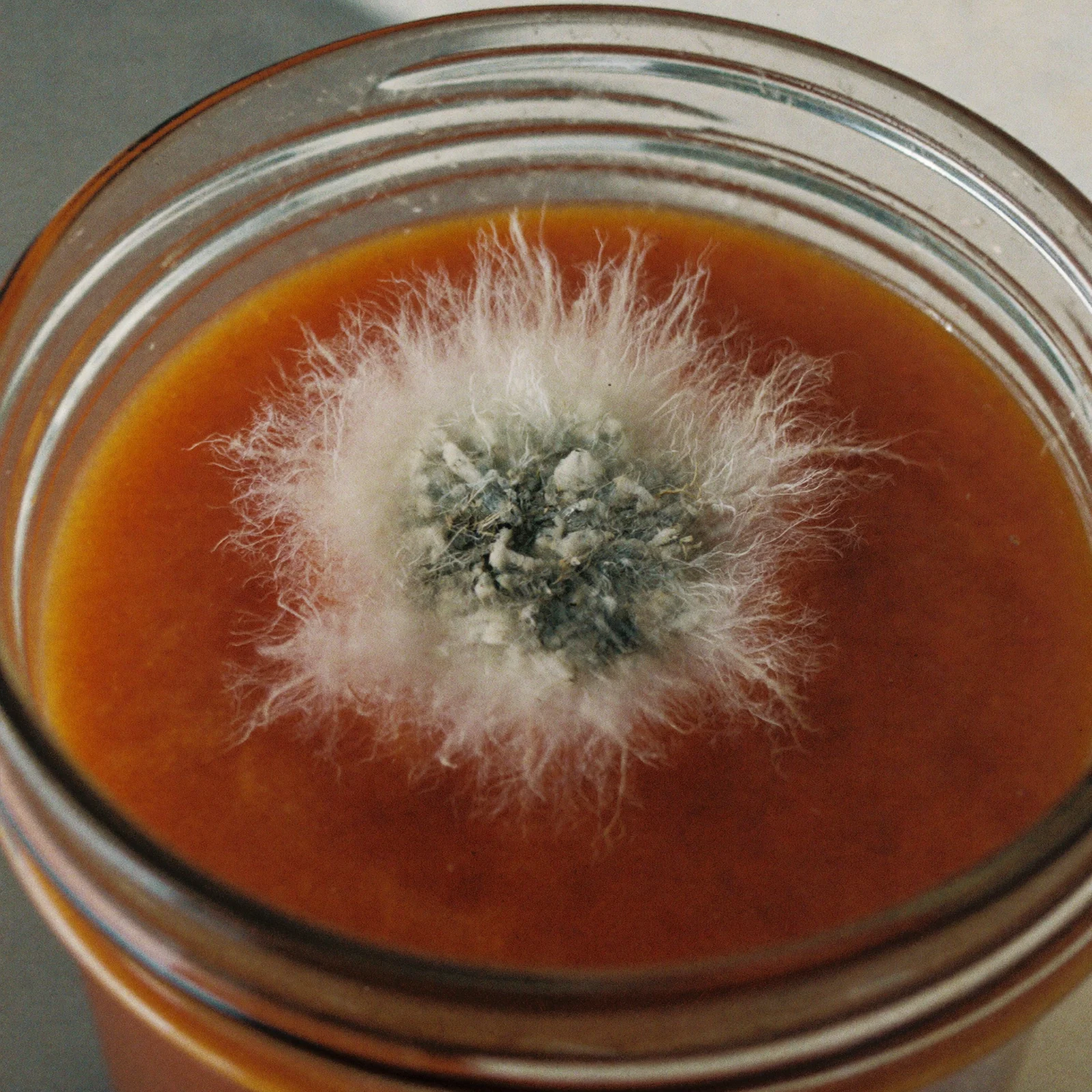 Fuzzy mold growing on the surface of cocktail sauce in a jar