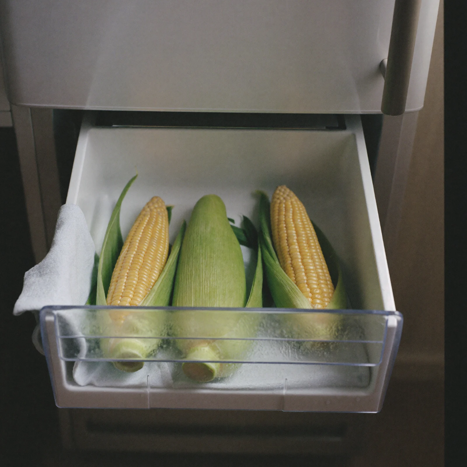 How to store corn on the cob: three husked ears of corn lying in an open fridge crisper drawer