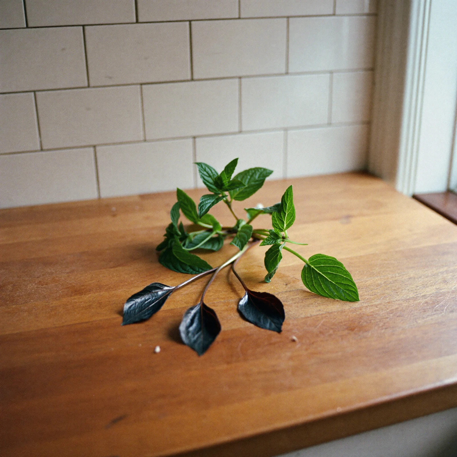 A bunch of green mint with three leaves gone dark and limp near the stem