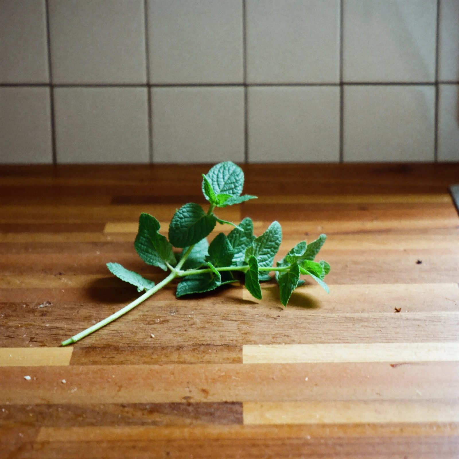 A single sprig of fresh mint with glossy, deep green leaves
