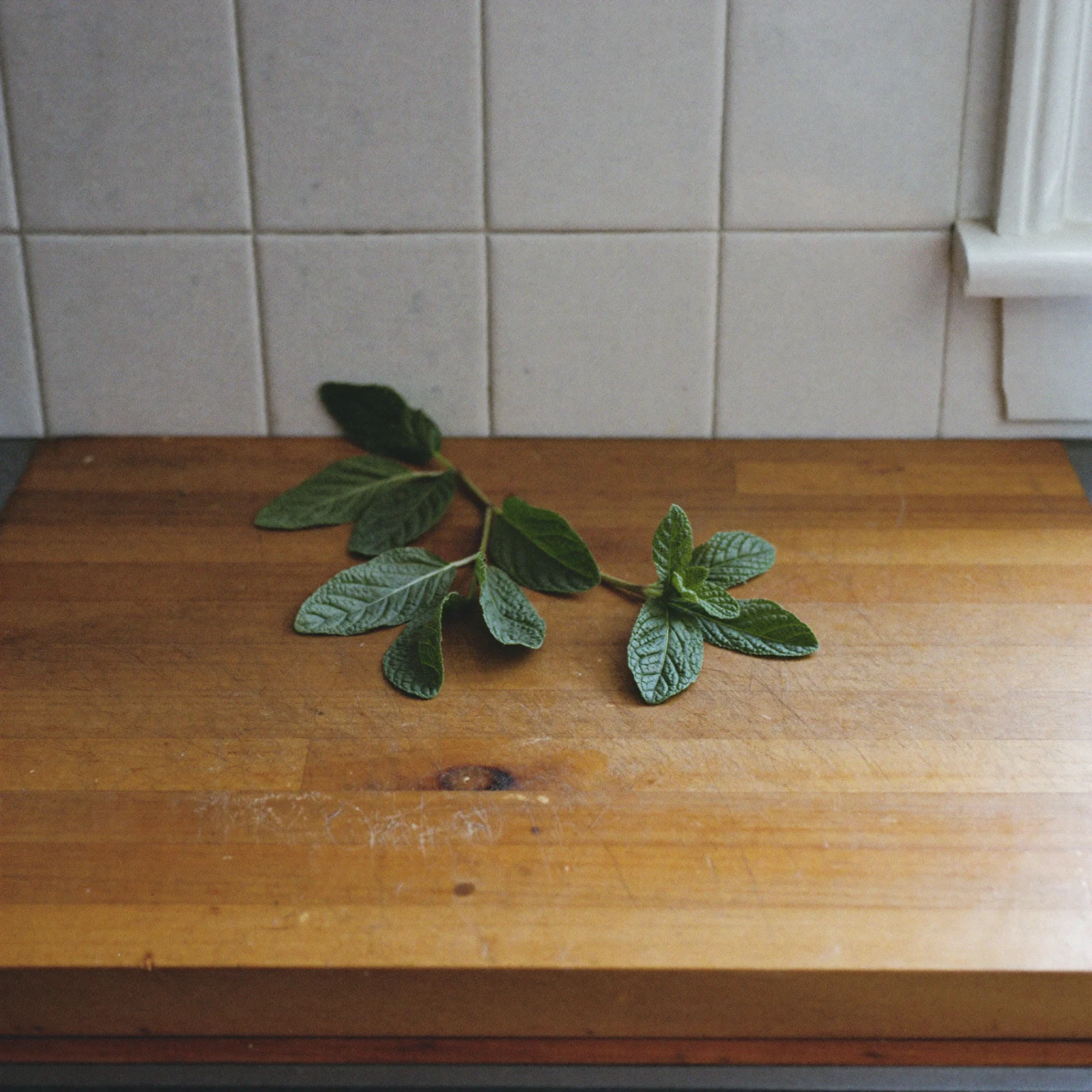 Pale, flat-looking mint leaves with no gloss left, held between two fingers
