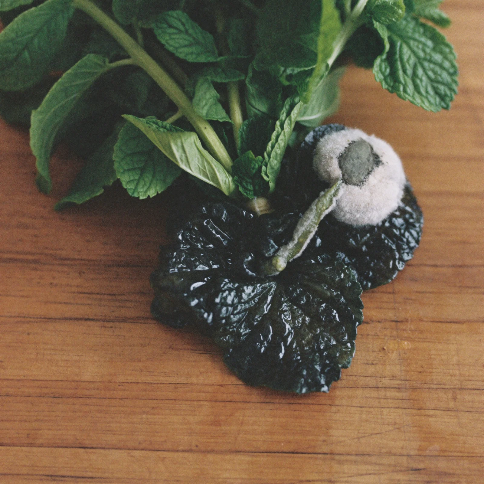 Dark, wet, slimy mint leaves with a fuzzy patch of mold at the base of the bunch