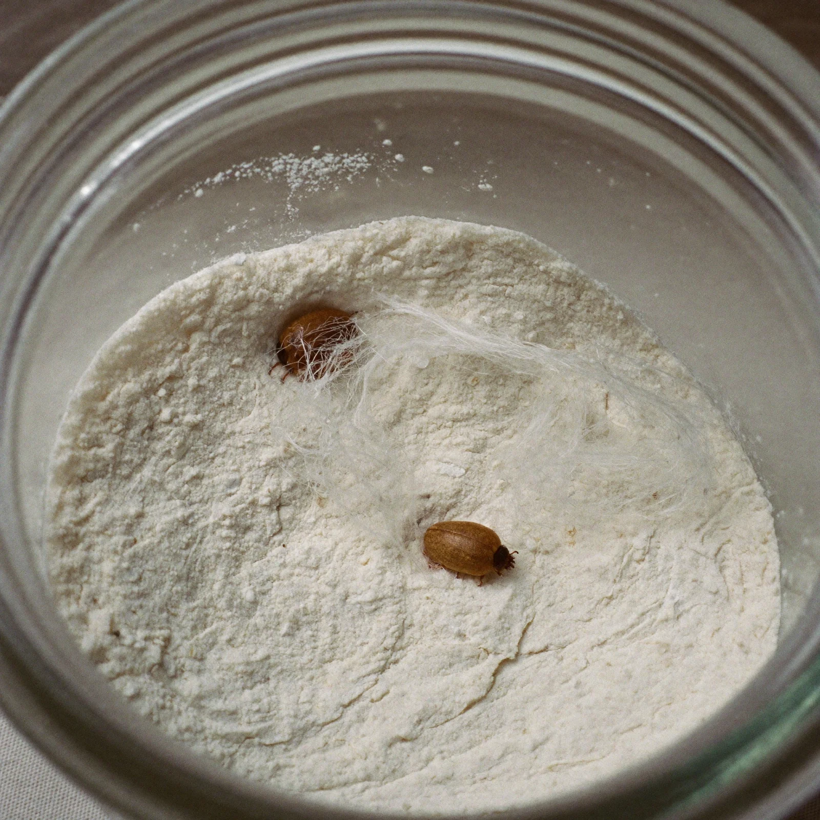 Beetles and fine webbing in a canister of self-rising flour