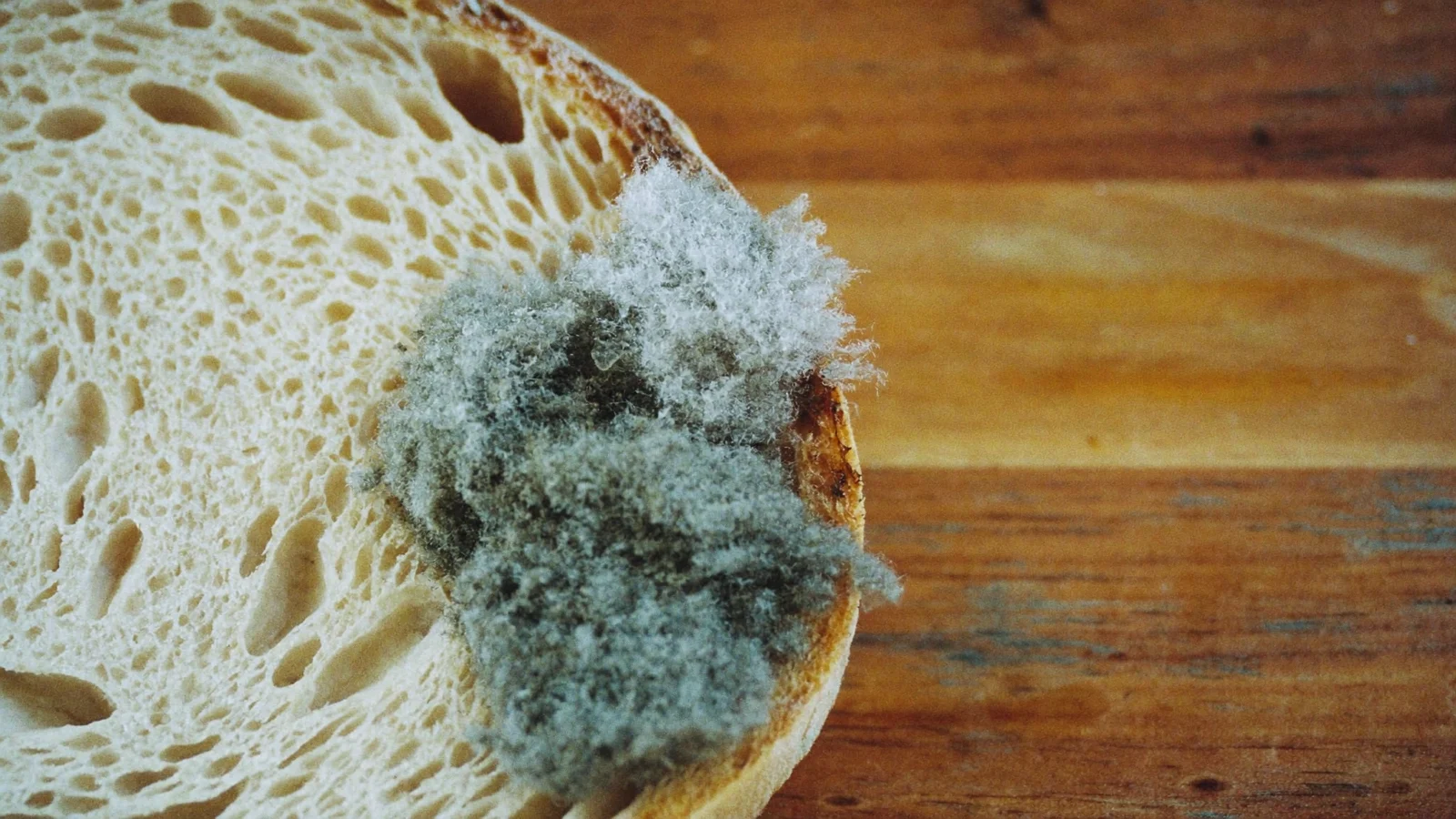 Fuzzy grey-green mold growing on the crumb of a sourdough slice